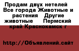 Продам двух нетелей - Все города Животные и растения » Другие животные   . Пермский край,Краснокамск г.